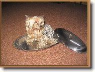 Jorkšírský terier, Yorkshire Terrier,