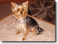 Jorkšírský terier, Yorkshire Terrier,