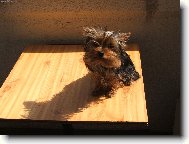 Jorkšírský terier, Yorkshire Terrier,