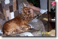 English Cocker Spaniel