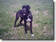 Deutsche Dogge