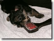 Jorkšírský terier, Yorkshire Terrier,