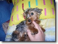 Jorkšírský terier, Yorkshire Terrier,