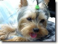 Jorkšírský terier, Yorkshire Terrier,
