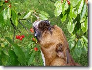 Deutscher Boxer