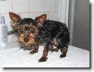 Jorkšírský terier, Yorkshire Terrier,