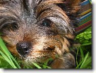 Jorkšírský terier, Yorkshire Terrier,