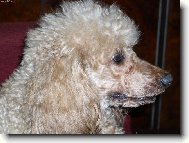 Poodle, Caniche