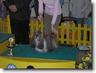 icu, Shih-Tzu