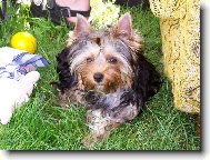 Jorkšírský terier, Yorkshire Terrier,
