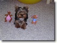 Jorkšírský terier, Yorkshire Terrier,