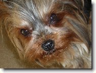 Jorkšírský terier, Yorkshire Terrier,
