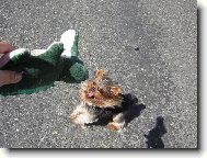 Jorkšírský terier, Yorkshire Terrier,