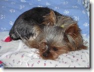 Jorkšírský terier, Yorkshire Terrier,