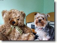 Jorkšírský terier, Yorkshire Terrier,
