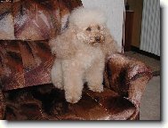 Poodle, Caniche