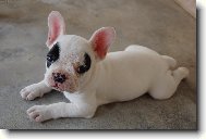 Bouledogue francais, French Bulldog