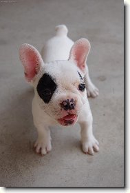 Bouledogue francais, French Bulldog
