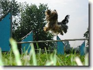 Jorkšírský terier, Yorkshire Terrier,