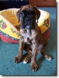 Deutscher Boxer
