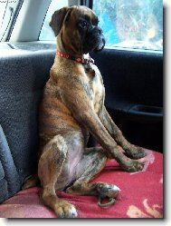Deutscher Boxer