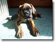 Deutscher Boxer