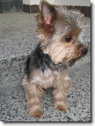 Jorkšírský terier, Yorkshire Terrier,