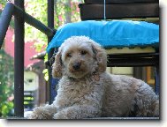 Poodle, Caniche