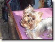 Jorkšírský terier, Yorkshire Terrier,
