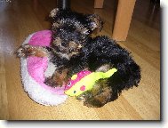 Jorkšírský terier, Yorkshire Terrier,