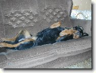 Rottweiler