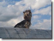 Jorkšírský terier, Yorkshire Terrier,