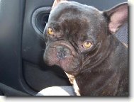 Bouledogue francais, French Bulldog