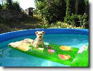 Jorkšírský terier, Yorkshire Terrier,
