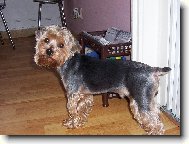 Jorkšírský terier, Yorkshire Terrier,