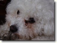 Bichon á poil frisé, Bichon Frise