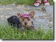 Jorkšírský terier, Yorkshire Terrier,