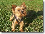 Jorkšírský terier, Yorkshire Terrier,