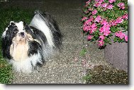 icu, Shih-Tzu