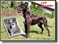 Deutsche Dogge