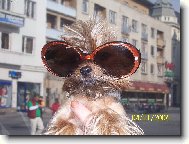 Jorkšírský terier, Yorkshire Terrier,