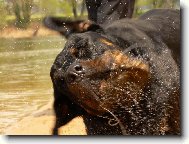 Rottweiler