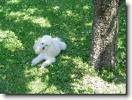 Poodle, Caniche