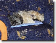 icu, Shih-Tzu