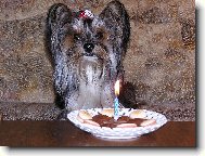 Jorkšírský terier, Yorkshire Terrier,