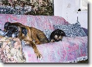 Deutscher Boxer