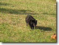 Chien de Berger Belge - Groenendael