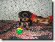 Jorkšírský terier, Yorkshire Terrier,