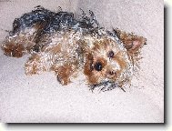Jorkšírský terier, Yorkshire Terrier,