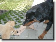 Rottweiler